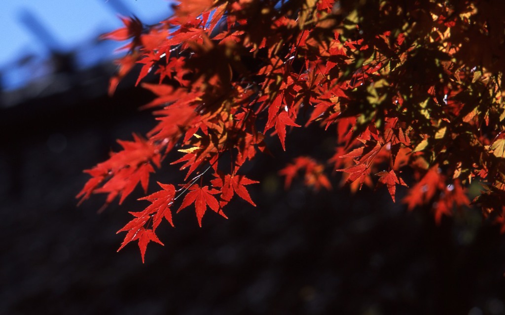 【紅葉】②20131113
