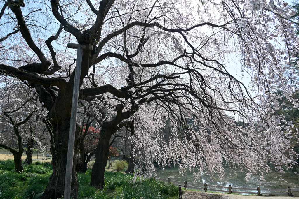 新宿御苑【サクラ：枝垂れ桜】②20250326