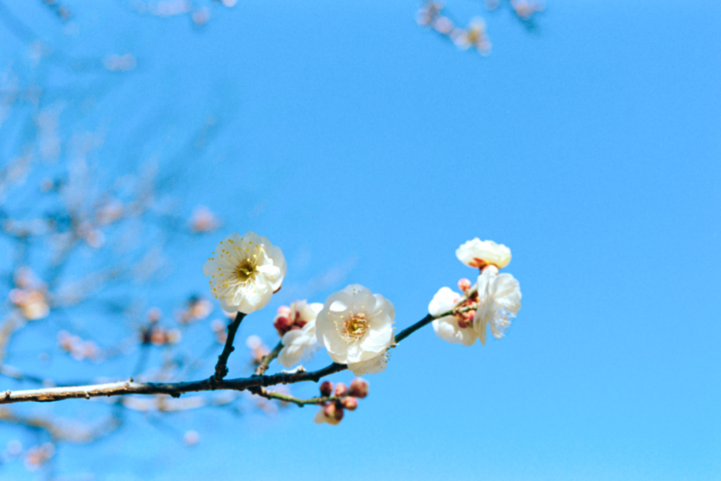 府中市郷土の森【早咲きの梅：玉牡丹】③20220205銀塩NLP