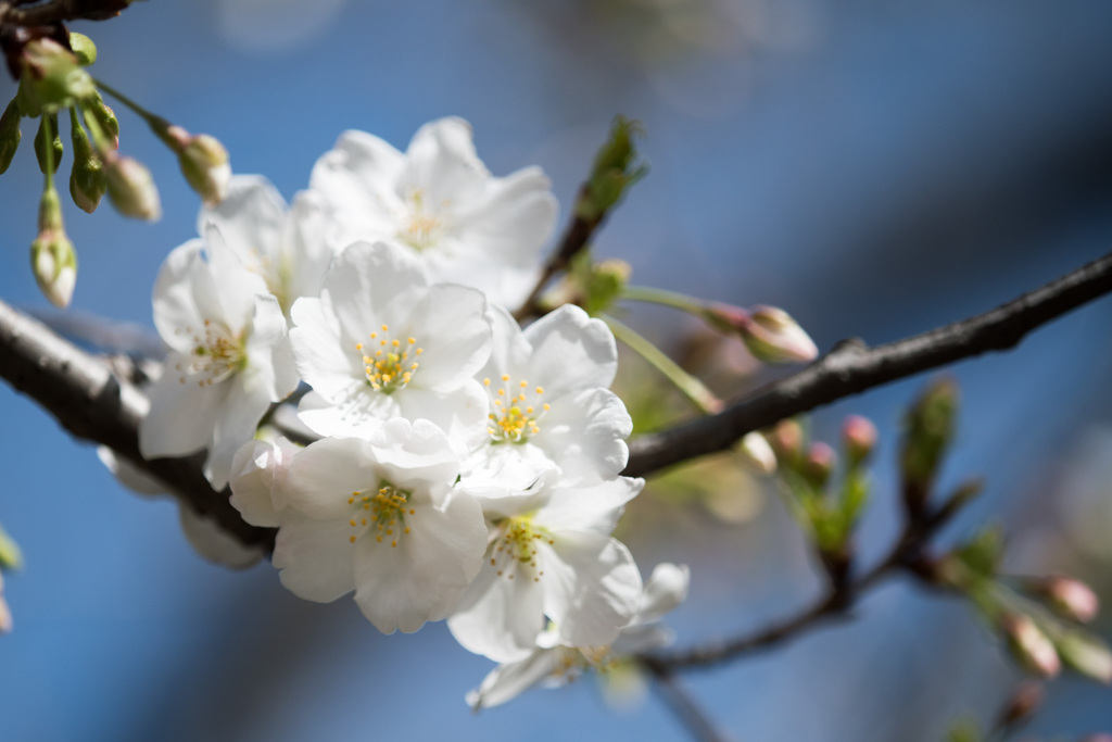 本牧山頂公園【大島桜】⑨20210317