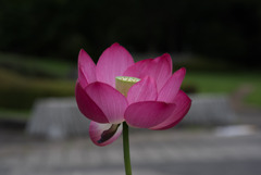 昭和記念公園【蓮：青菱紅蓮】20190720