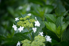 相模原北公園【紫陽花：ミハラヤエ】20220619