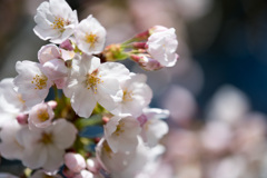 新宿御苑【桜：染井吉野】⑤20210323