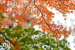 六義園【千鳥橋付近の紅葉】②20241202