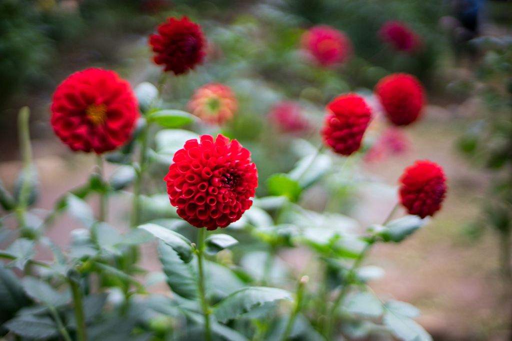 神代植物公園【ダリア：蛍火】①20191020
