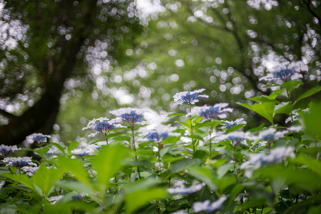 生田緑地のあじさい山【紫陽花】④20180623