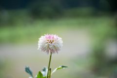 神代植物公園【ダリア：恋サンゴ】20230920