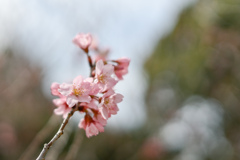 早春の新宿御苑【東海桜】③20240319