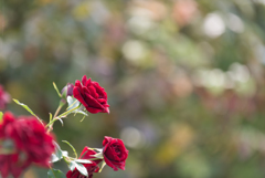 【京成バラ園(薔薇：黒蝶)】20161023