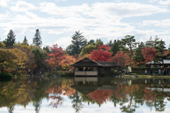 【昭和記念公園(日本庭園の紅葉)】①20151115