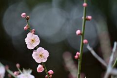 大船フラワーセンター【早咲きの梅：道知辺】②20260125