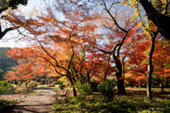 新宿御苑【上の池近辺の紅葉】①20191214