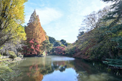 新宿御苑【下の池付近の紅葉】20251124