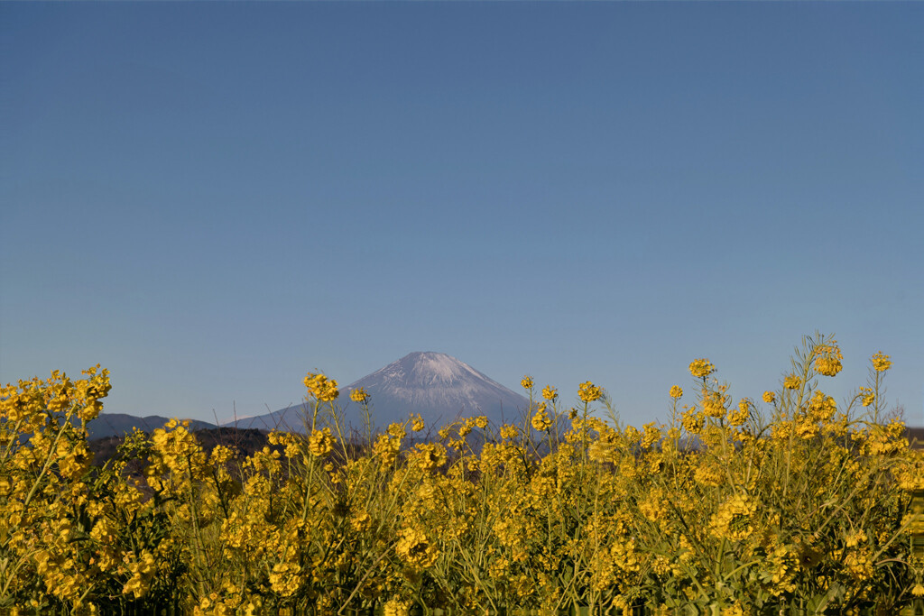 吾妻山公園【菜の花畑と富士山(タイムシフト撮影)】②20210110