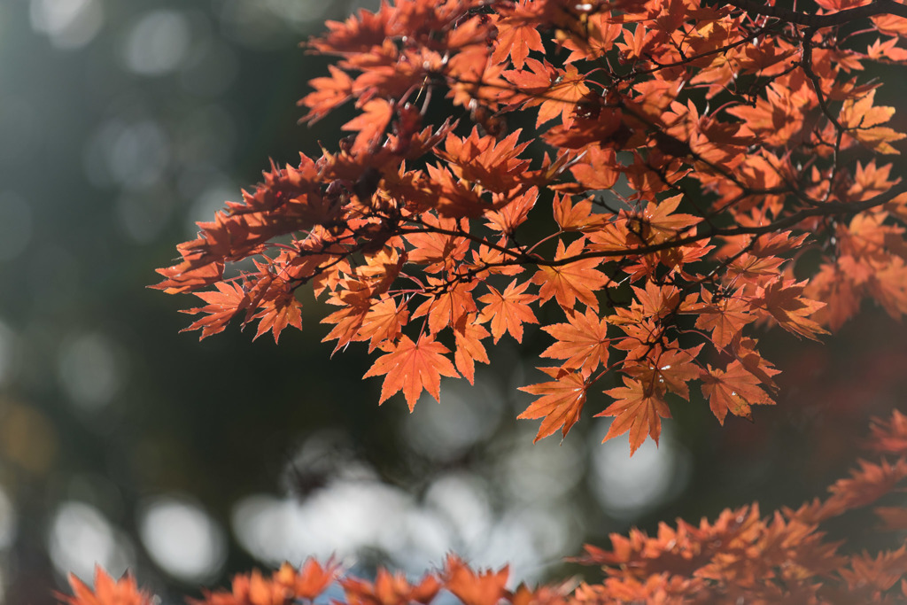 【昭和記念公園(紅葉ピックアップ)】⑤20151115