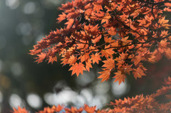 【昭和記念公園(紅葉ピックアップ)】⑤20151115