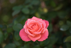 【京成バラ園(薔薇：カトリーヌ・ドゥヌーブ)】20161023