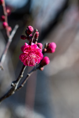 花菜ガーデン【梅の花：鹿児島紅】20200202