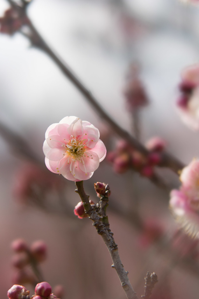 小田原FG【梅：浮牡丹】②20190210