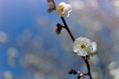 小田原FG【梅：辻村早咲】④20190119