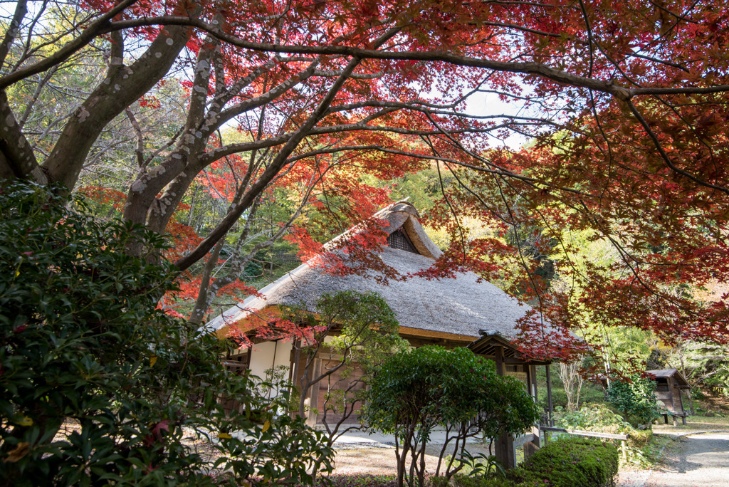 薬師池公園【旧荻野家の景色】①20171119