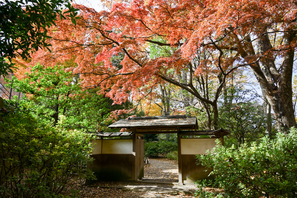 六義園【宣春亭への門の紅葉】20241202