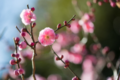 大船フラワーセンター【梅の花：八重寒紅】②20230205