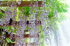 神代植物公園【藤の花】④20220430銀塩NLP