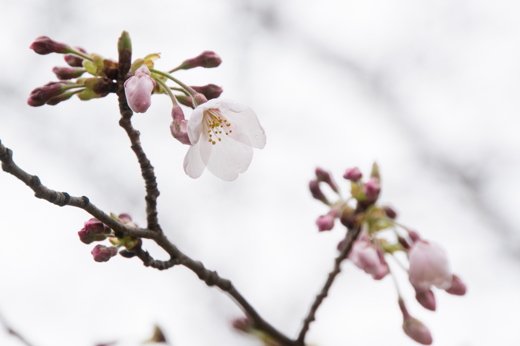 テリタビーズ公園【桜：染井吉野】②20170401