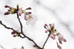 テリタビーズ公園【桜：染井吉野】②20170401
