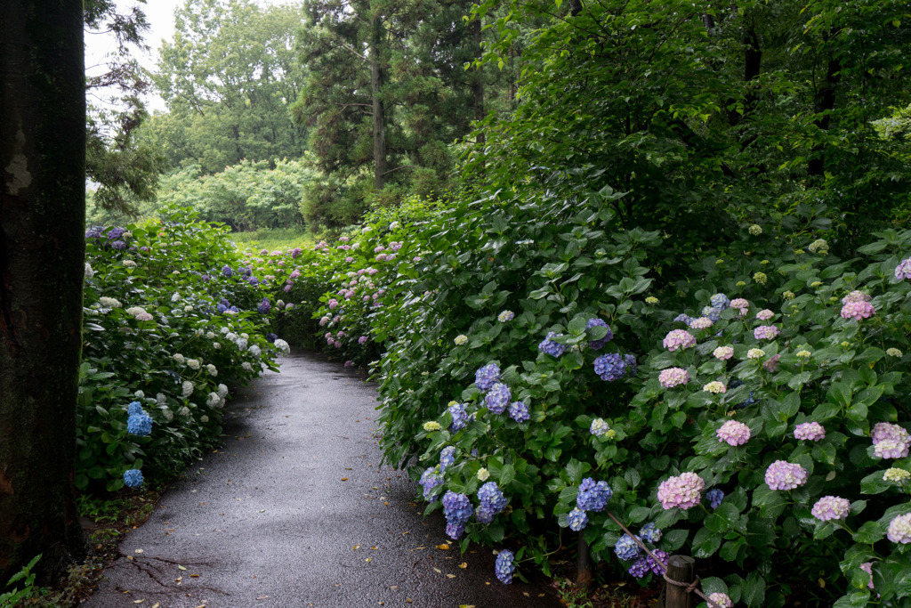 府中市郷土の森【アジサイの小径沿い】②20200614