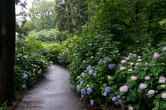 府中市郷土の森【アジサイの小径沿い】②20200614