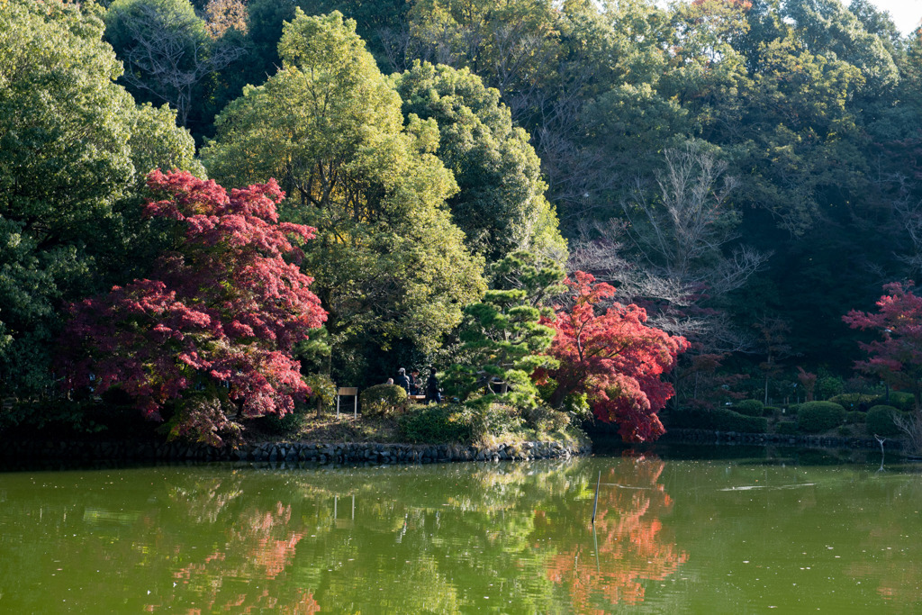 薬師池公園【薬師池周辺の紅葉】②20201115