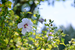 神代植物公園【むくげ園：夏空】20250820