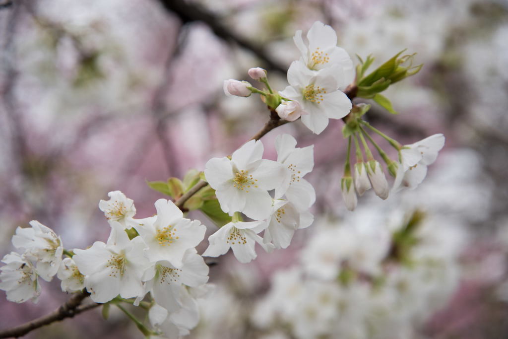 【新宿御苑(大島桜)】①20160321