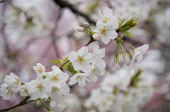 【新宿御苑(大島桜)】①20160321