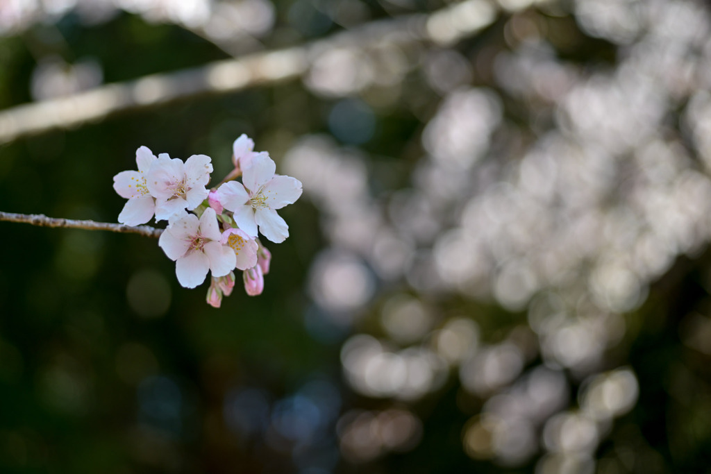 薬師池公園【玉繩桜：アップ】②20250310