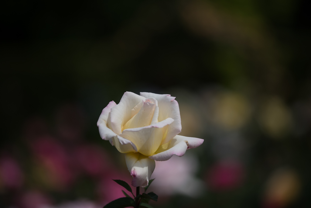 花菜ガーデン【薔薇：ガーデン・パーティ】20170514