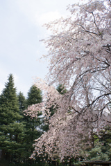 旧古河庭園【洋館と桜】②20170402