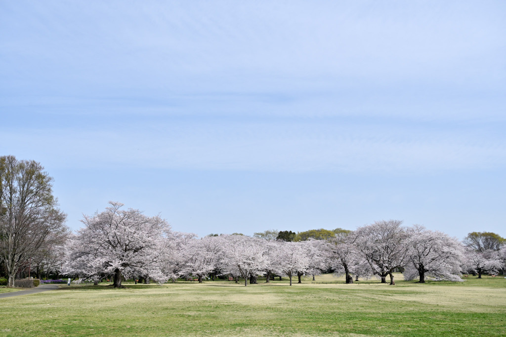 昭和記念公園【花の園の遠景】②20250408