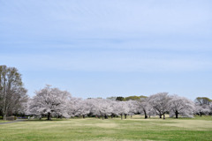 昭和記念公園【花の園の遠景】②20250408