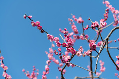 府中市郷土の森【梅：唐梅】②20210223