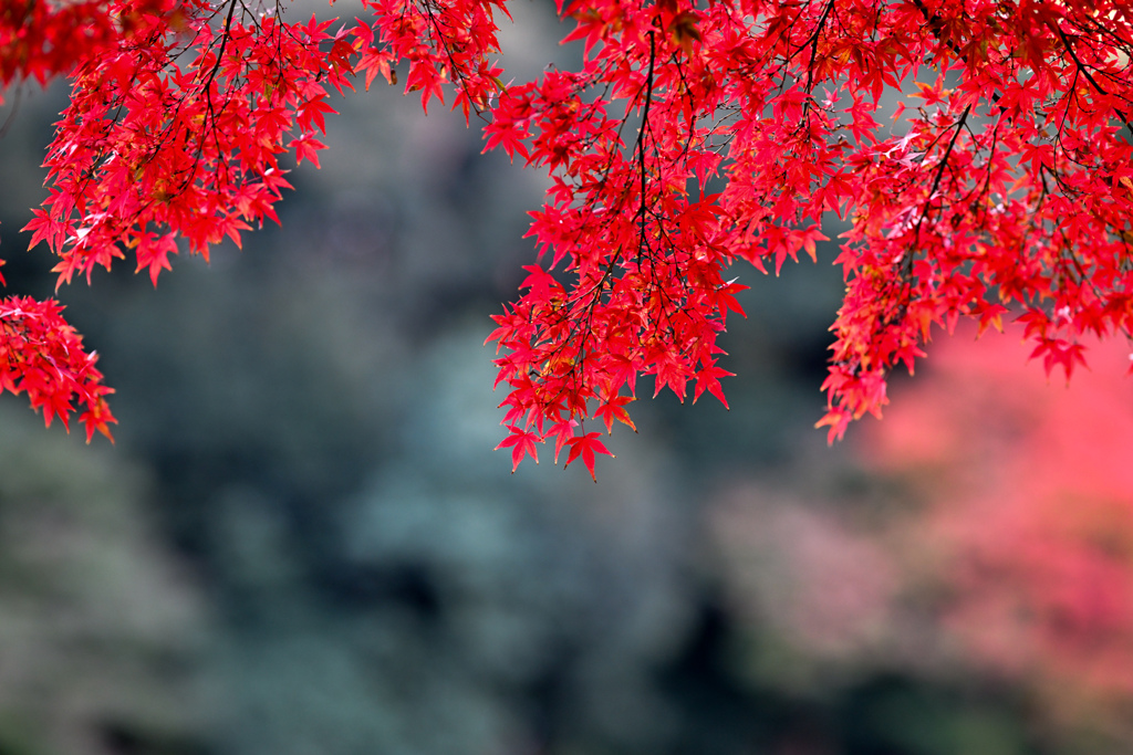 小石川後楽園【沢渡り付近の紅葉】③20241202