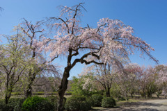 神代植物公園【八重紅枝垂桜】⑤20190413