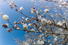 小田原FG【梅：八重野梅】①20190119