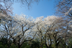 小石川植物園【桜林の眺め】③20210323