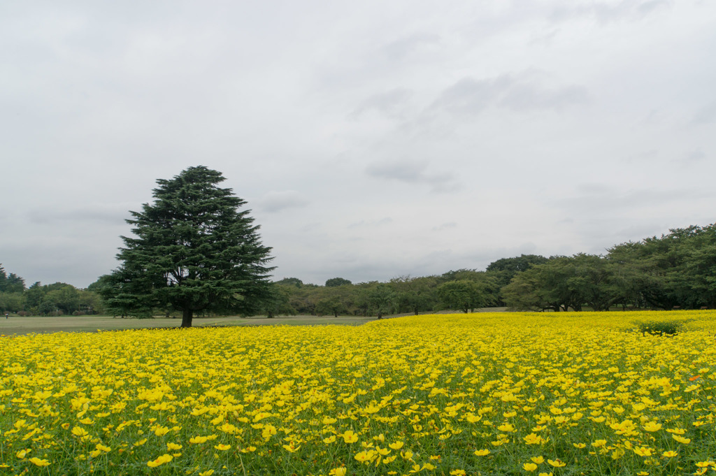 昭和記念公園【原っぱ東花畑のキバナコスモス】①20170916