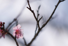 小田原FG【梅：雛曇】20190210