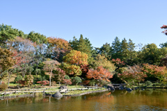 昭和記念公園【日本庭園：池周辺の眺め】20241119