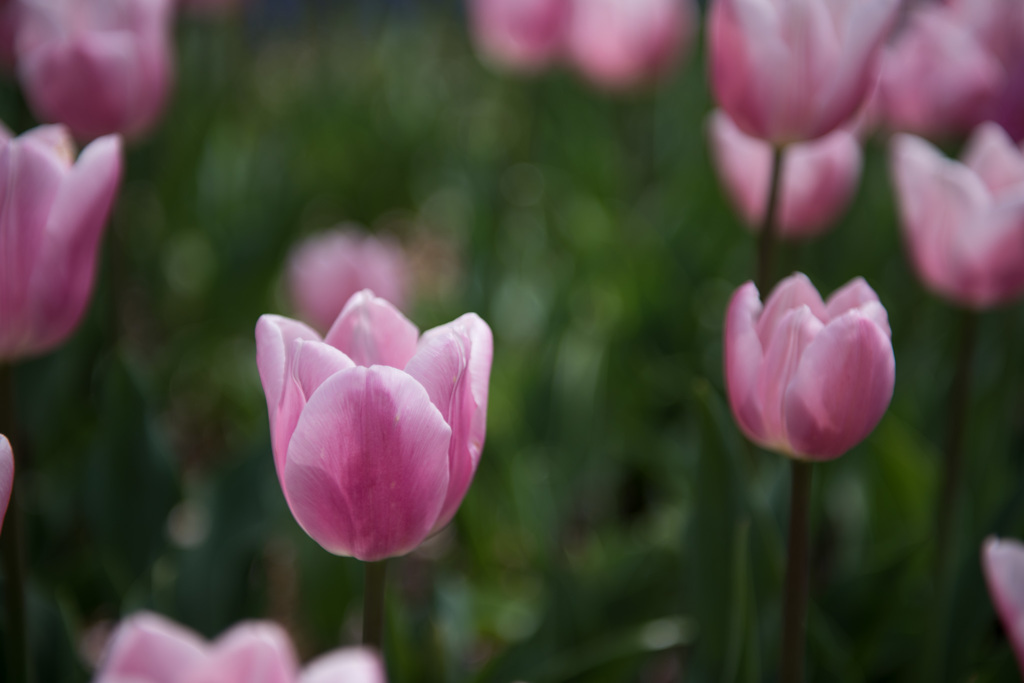 【昭和記念公園(ガブリエラ)】20150418